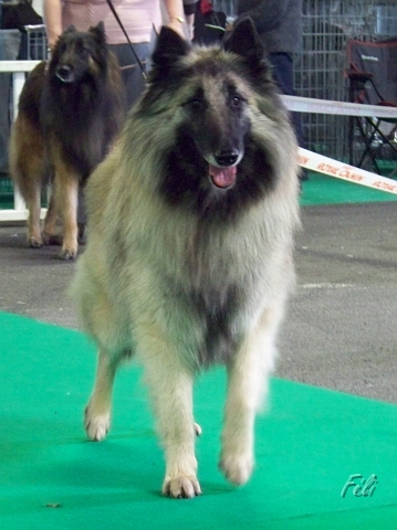 n°78 Banzai du parc jonageois 5285.jpg